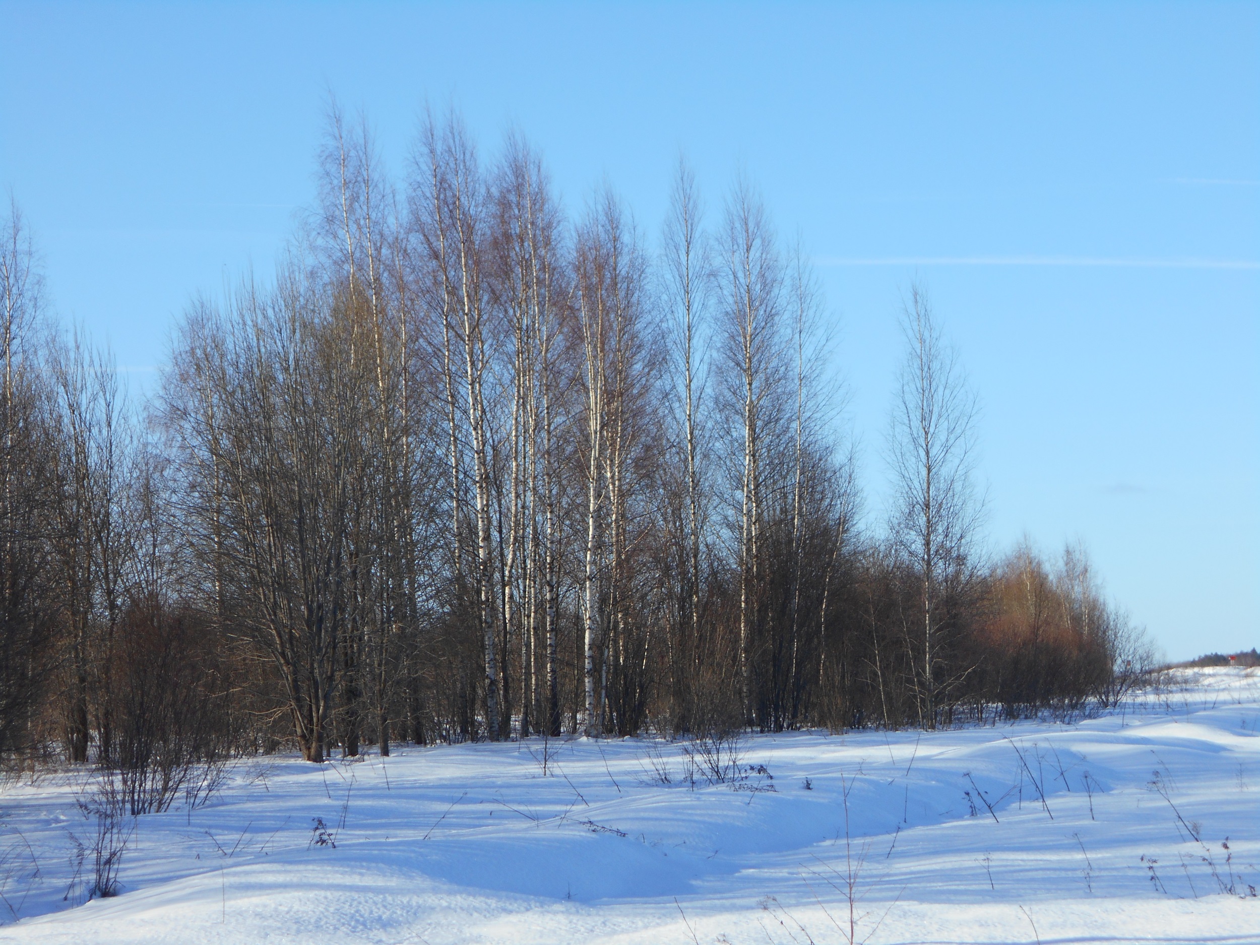 Земля простаивает, кусты растут: арендатор в Нелидово получил предостережение от Россельхознадзора