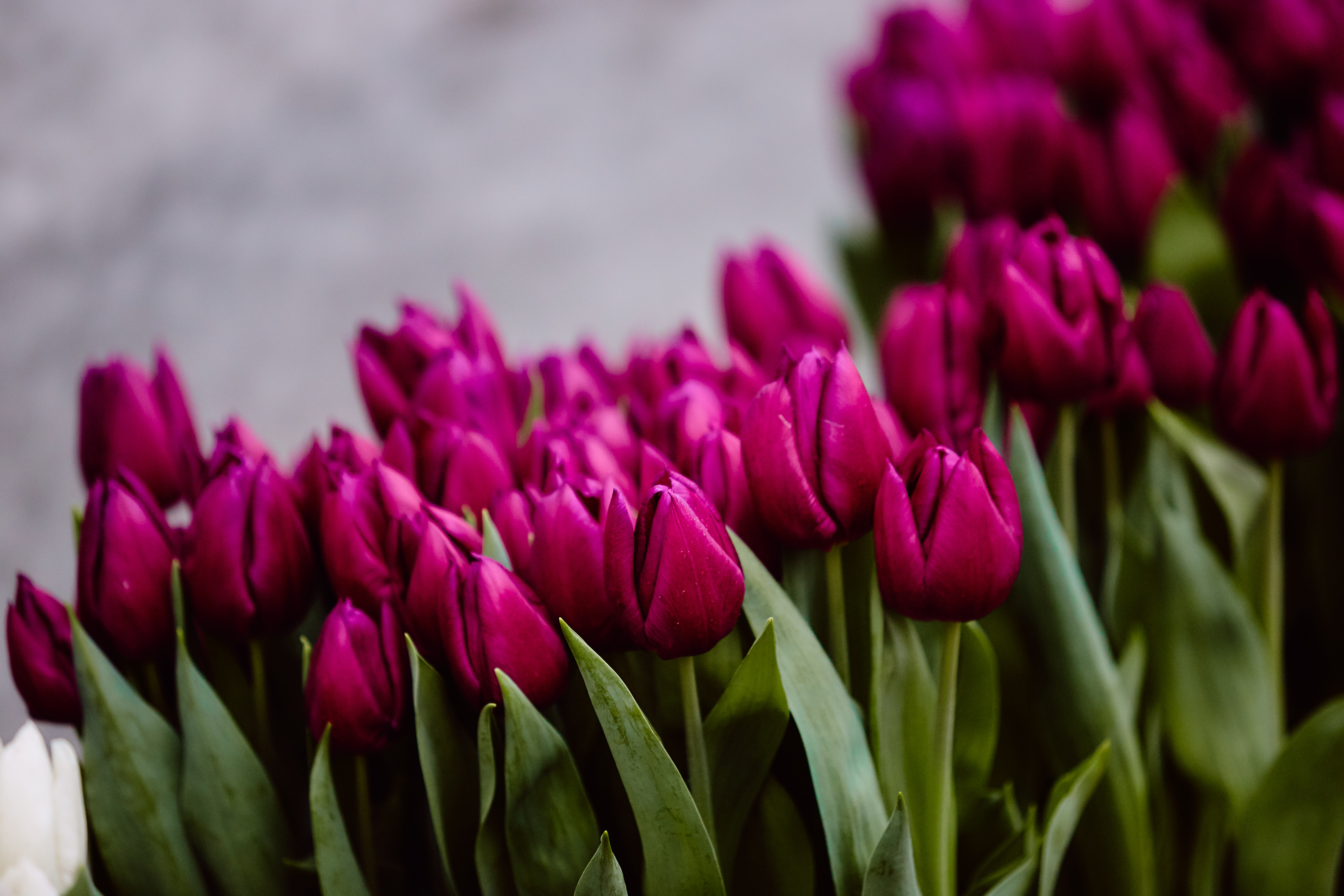 Жительниц города Нелидово поздравили с 8 марта