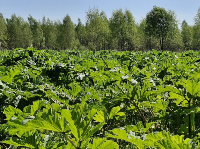 Штраф за зарастание: В Тверской области суд привлек к ответственности собственника сельхозземель