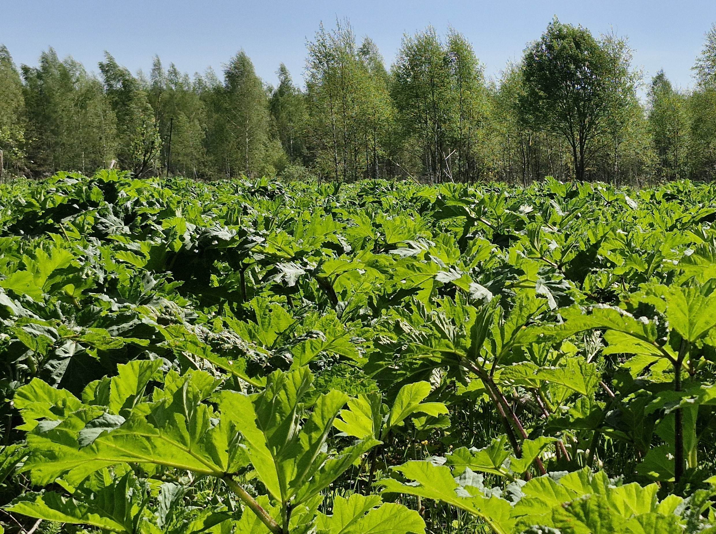 Штраф за зарастание: В Тверской области суд привлек к ответственности собственника сельхозземель