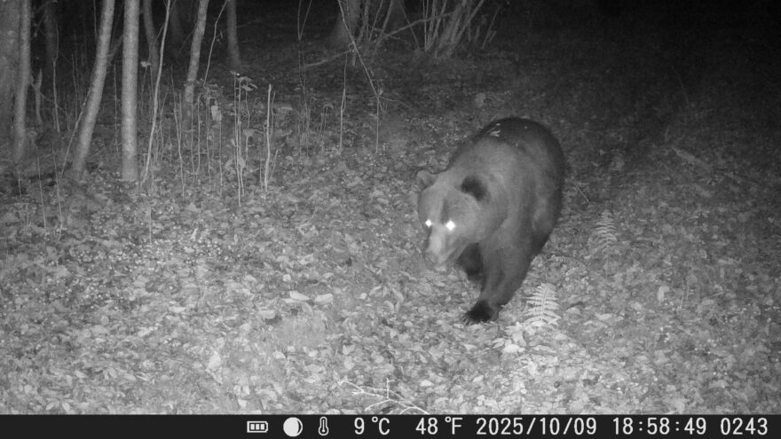 В Центрально-Лесном заповеднике пытаются определить, какой медведь первым проснется этой весной В Центрально-Лесном заповеднике пытаются определить, какой медведь первым проснется этой весной