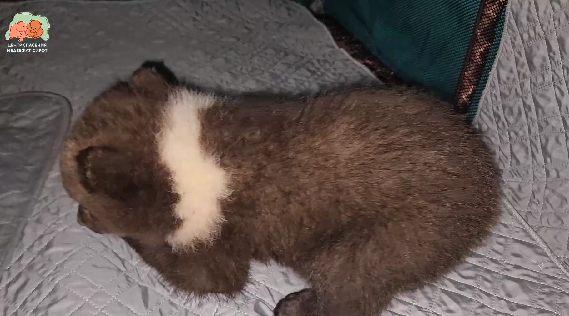 В Тверской области сняли видео, как медвежата пытаются встать на лапы