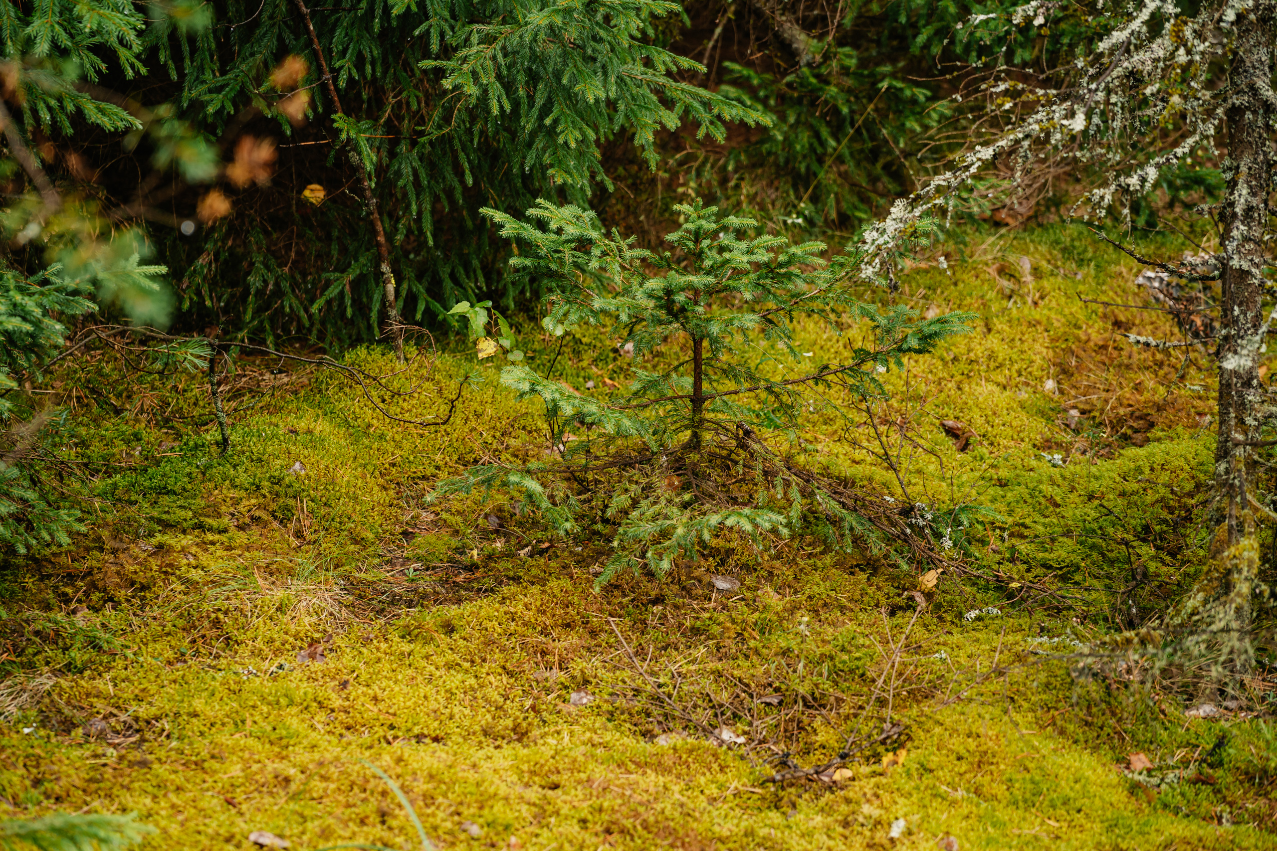 Лесовосстановление на новом уровне: в Тверской области возведут крупный тепличный комплекс