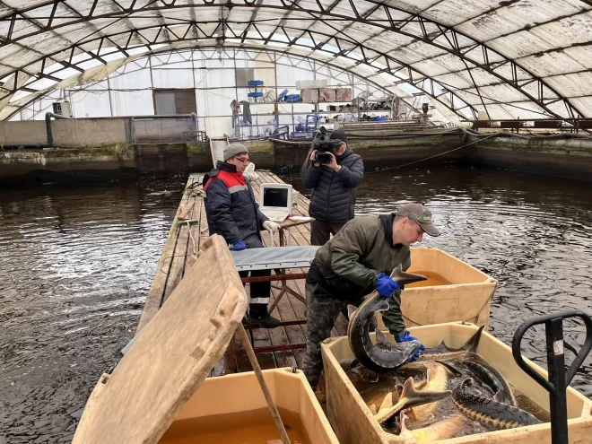 От икринки до QR-кода: в Тверской области внедряют цифровую систему для осетров