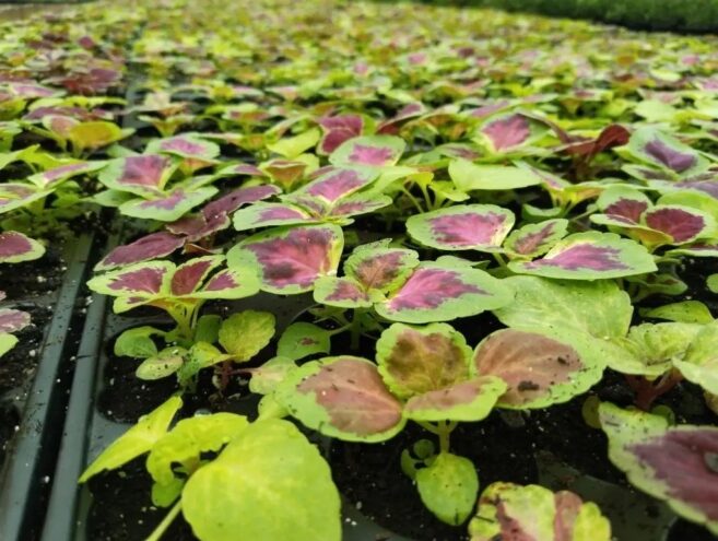 В Твери зацветёт более 200 тысяч цветов