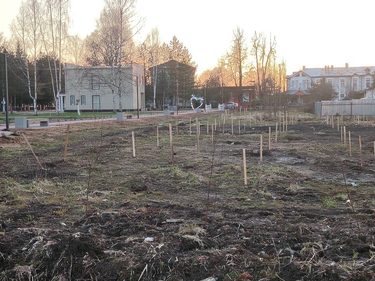 В Оленино проводили разметку территории Центрального парка В Оленино проводили разметку территории Центрального парка