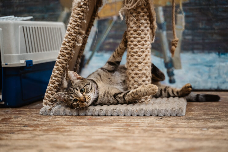 Экспорт и импорт под контролем: Россельхознадзор проверил тонны продукции и одну кошку Экспорт и импорт под контролем: Россельхознадзор проверил тонны продукции и одну кошку