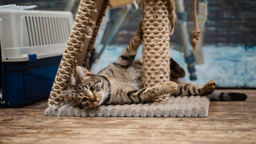 Экспорт и импорт под контролем: Россельхознадзор проверил тонны продукции и одну кошку