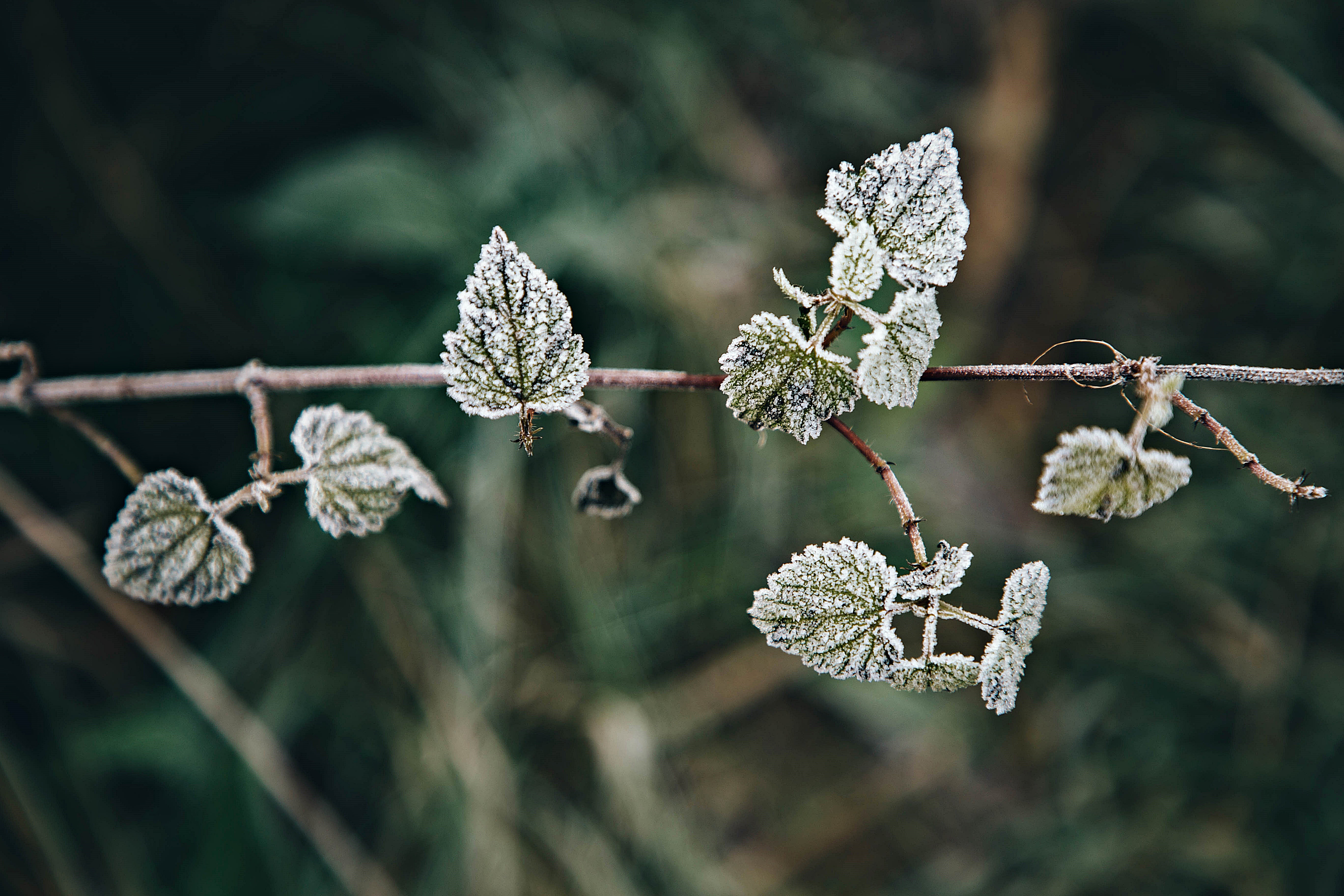 Апрельские морозы в центральной России: подробности о температурных минимумах в Тверской области