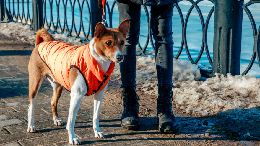 Путешествие с питомцем за границу: новые правила и важные анализы для вашего четвероногого друга