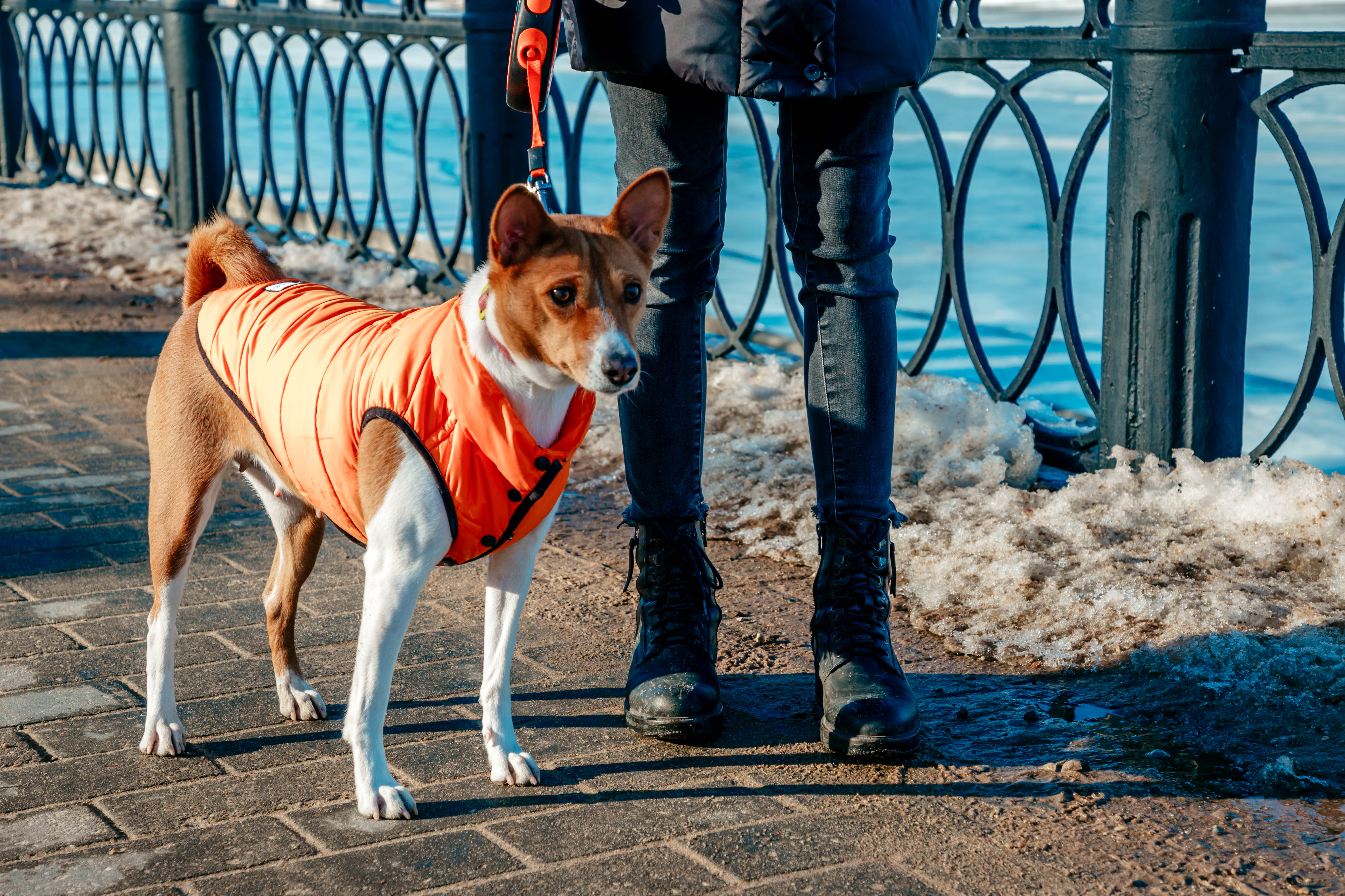 Путешествие с питомцем за границу: новые правила и важные анализы для вашего четвероногого друга Путешествие с питомцем за границу: новые правила и важные анализы для вашего четвероногого друга
