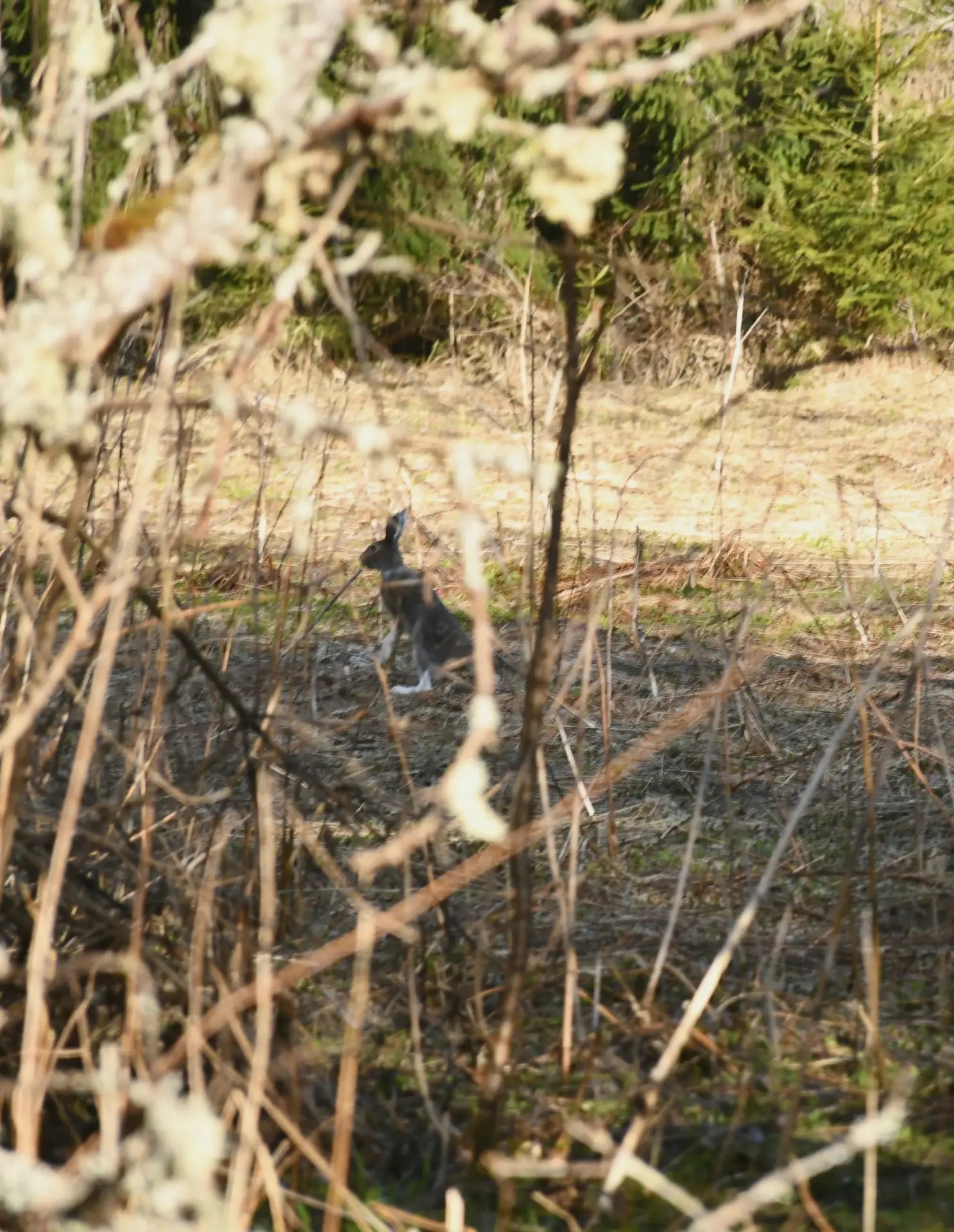 Фотоохота в Тверской области: Уникальный момент из жизни зайца-беляка