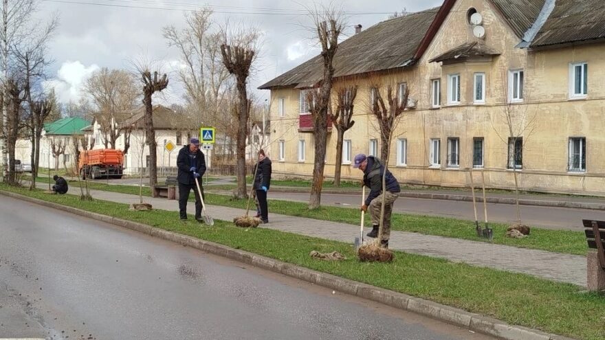 В городе Нелидово высадили липы