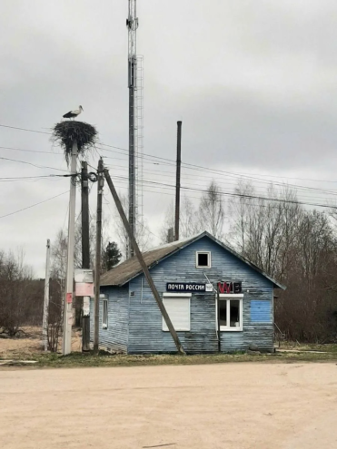 Аисты вернулись в Тверскую область