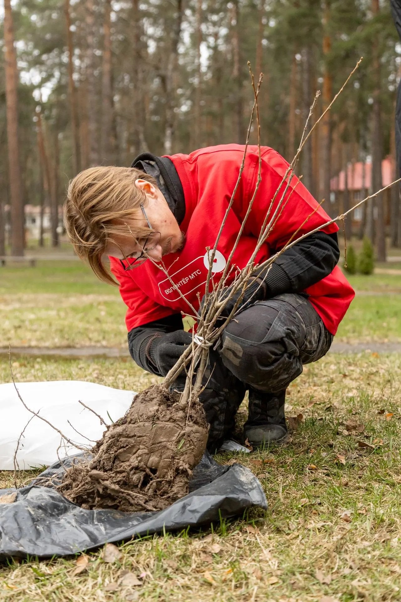 «Дуб дружбы» объединил Чувашию и Тверскую область