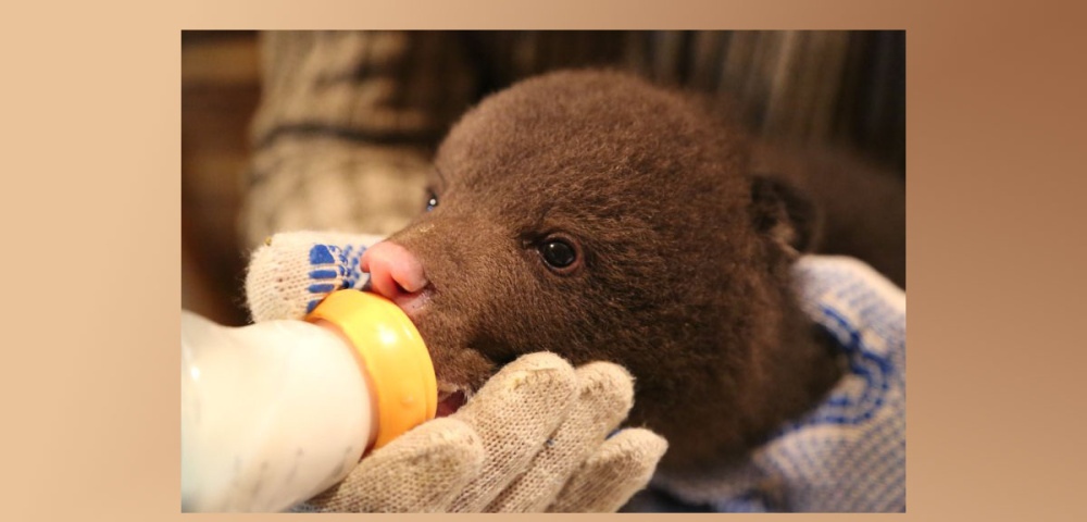 Спасение медвежат в Тверской области: Откровения создателя уникального Центра