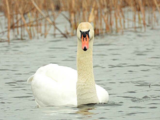 Лебединая песня в городе: в Твери замечен лебедь-шипун