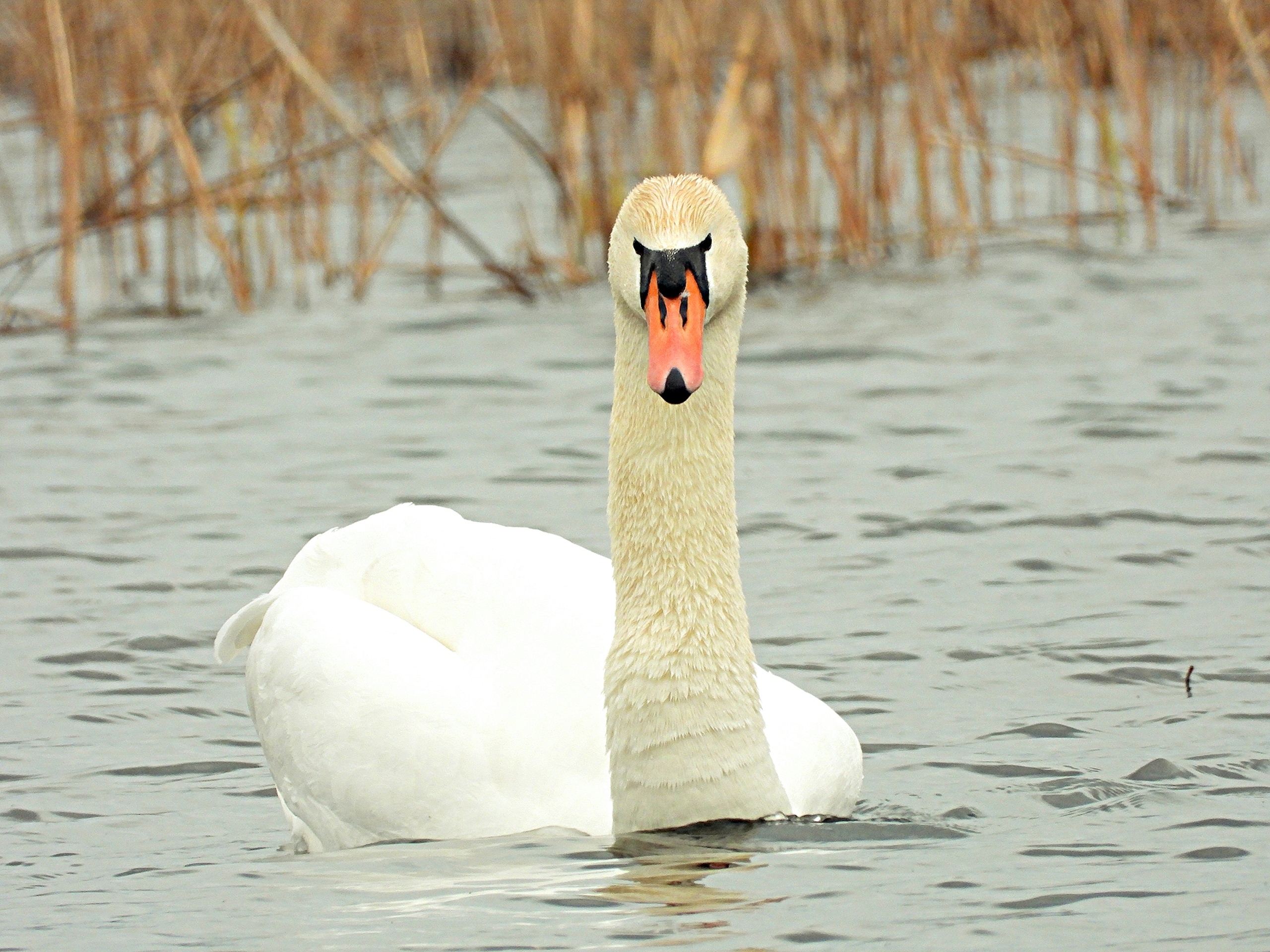 Лебединая песня в городе: в Твери замечен лебедь-шипун
