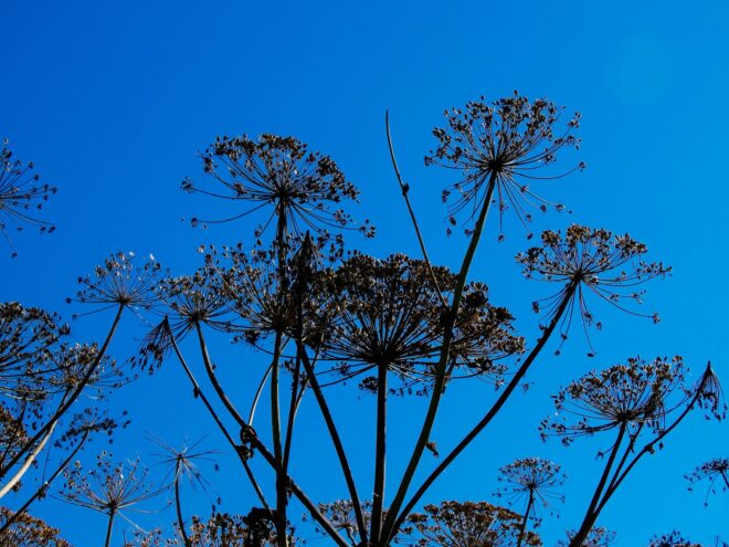 Тверских дачников призвали уничтожать американский клён и борщевик