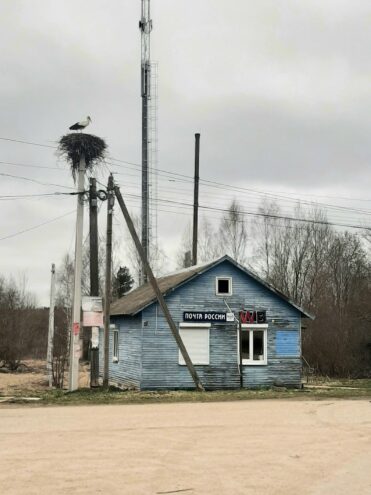 В Тверской области появился пернатый «почтальон»