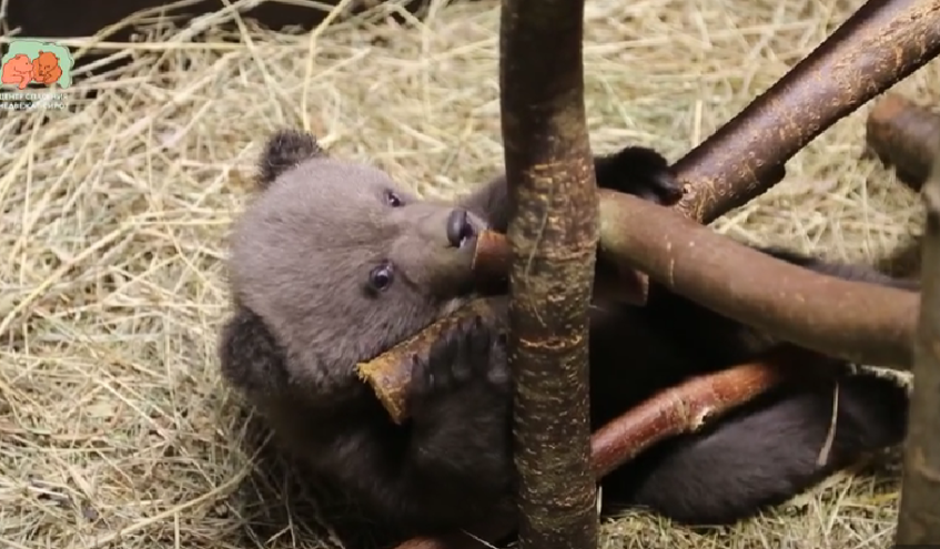 В Тверской области три маленькие медведицы выяснили, кто из них царица В Тверской области три маленькие медведицы выяснили, кто из них царица