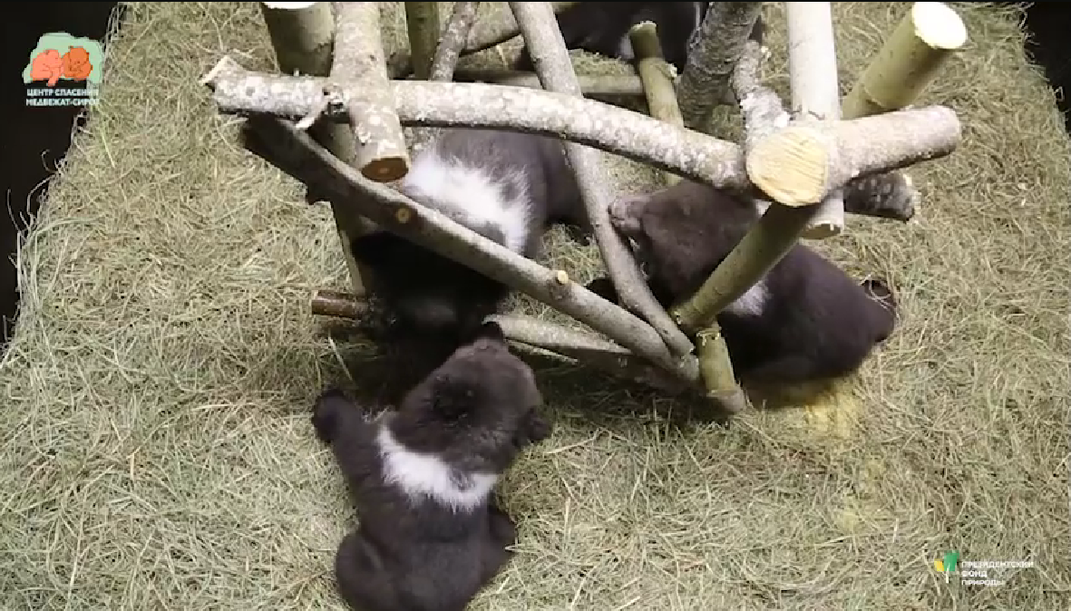 В Тверской области медвежата резвятся в новой игровой зоне