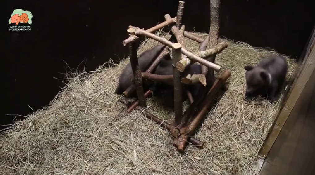 Стало известно, какие имена дали спасенным медведицам в Тверской области