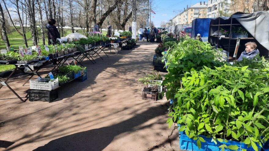 На набережной Твери начали продавать рассаду и саженцы