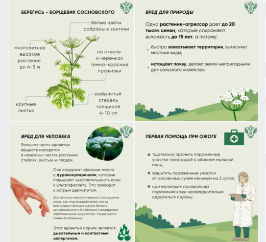 Ожоги от борщевика: как обезопасить детей Тверской области?