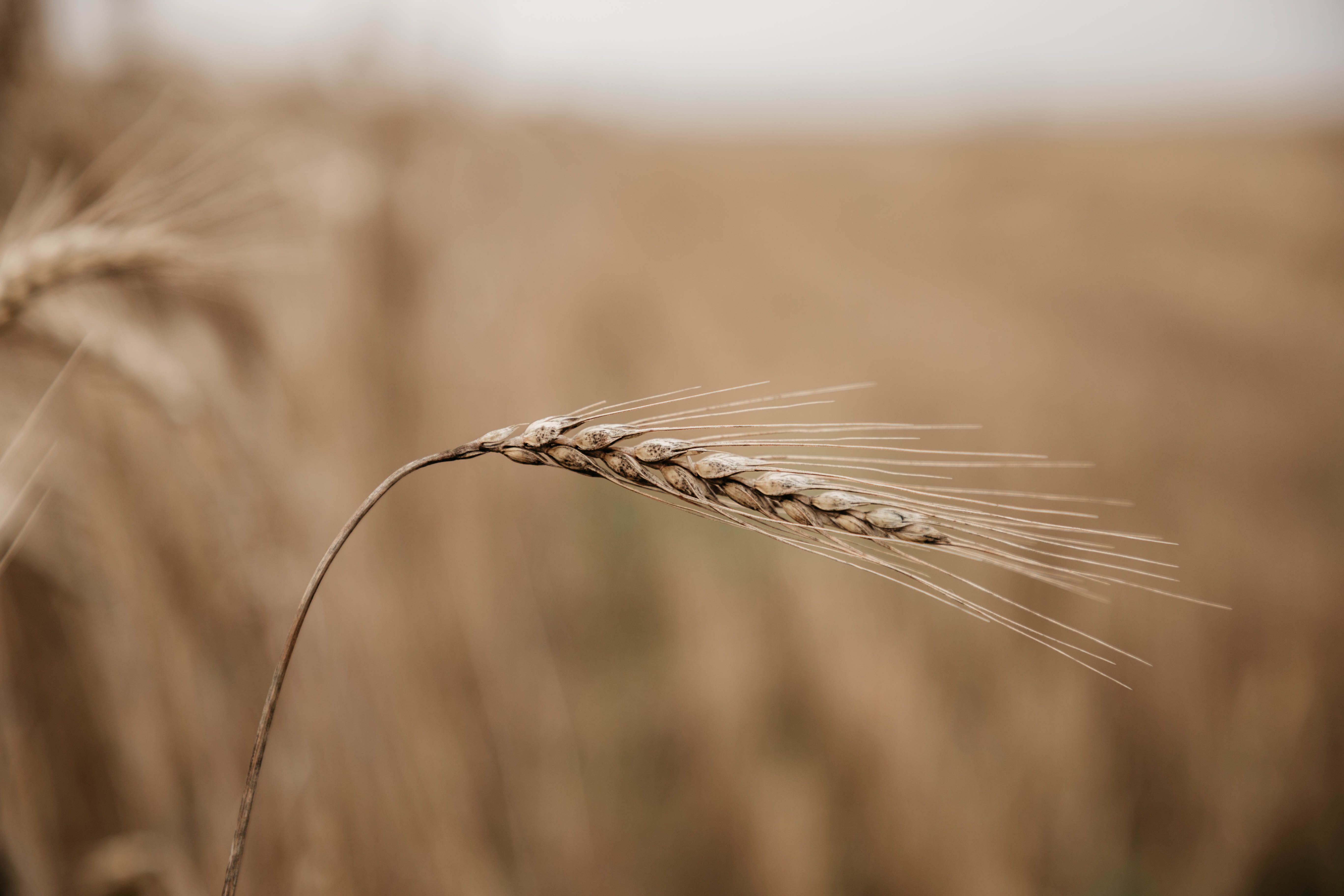 Больше 33 тысяч тонн пшеницы нового урожая исследовали специалисты Тверской испытательной лаборатории Больше 33 тысяч тонн пшеницы нового урожая исследовали специалисты Тверской испытательной лаборатории